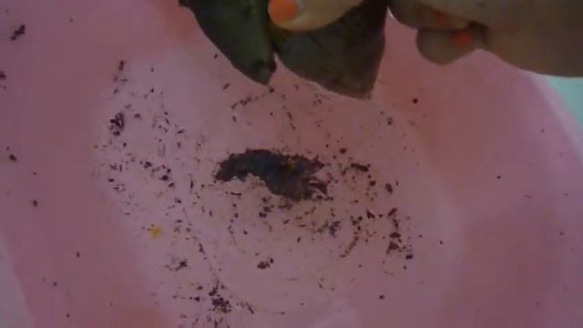 Улитка в воде смотреть онлайн