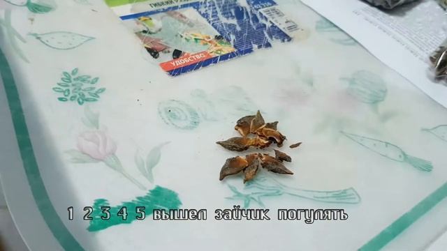 Черный чай с анисом и корицей Заваривание смотреть онлайн