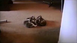 ПРИКОЛЫ с кошками, смеялся до слез! #3 //   Funny Cats Video