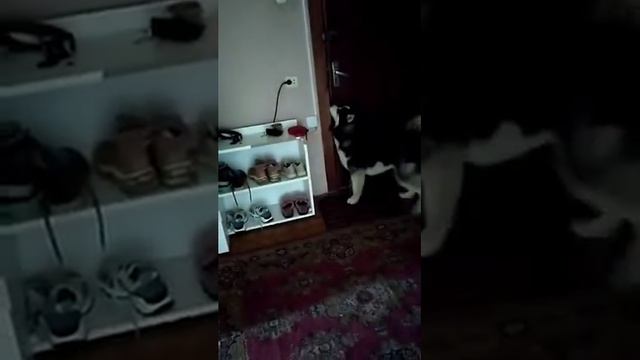 хаски встречает хозяина, после 2-х недельного расстования смотреть онлайн
