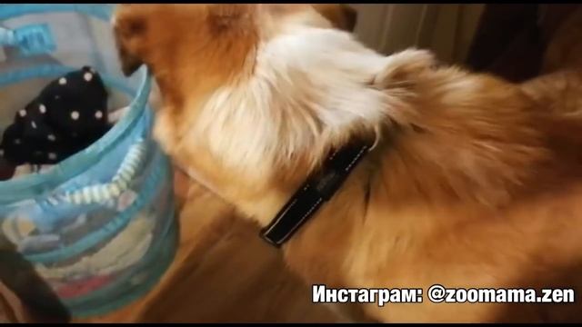Из «ледяного плена» Якутска домой ? Еще одна собачья душа спасена смотреть онлайн