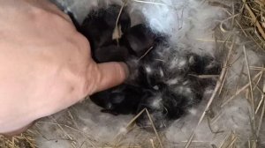 Чем кормить кроликов? Какой корм лучше? Делюсь опытом!