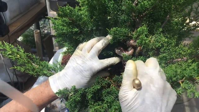 こんな花が咲くんだ匂い楓盆栽と皐月盆栽・気泡を使って真柏取り木・生産者小品盆栽職人やじま園＠盆栽タネ смотреть онлайн