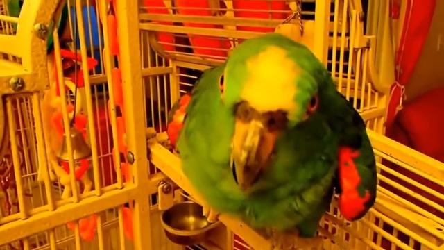 СМЕШНОЙ ГОВОРЯЩИЙ ЗЕЛЕНЫЙ ПОПУГАЙ! РЖАЧЬ!!! смотреть онлайн