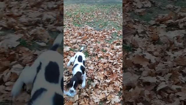 Русский спаниель 4 месяцев на прогулке смотреть онлайн