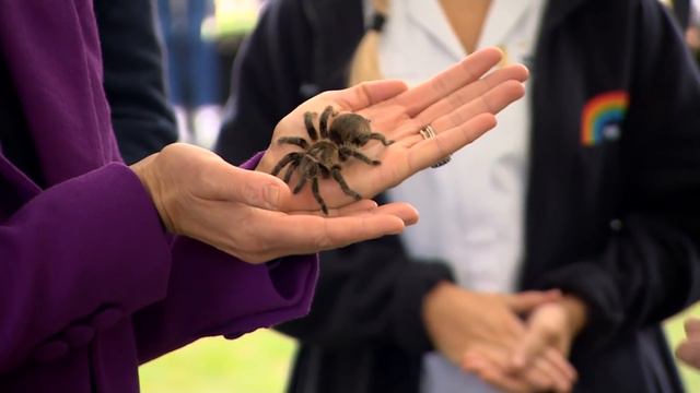 Kate Middleton Meets Charlotte... the Tarantula! смотреть онлайн