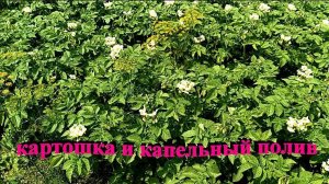 «Картофель и капельный полив.»#сад#огород#дача