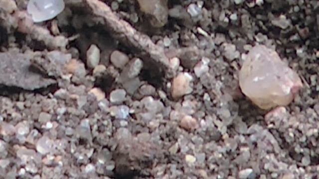 Antlion Doodlebugs смотреть онлайн