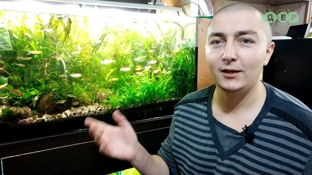 Где пропал? Что будет дальше? Какие новости по склеенному аквариуму? смотреть онлайн