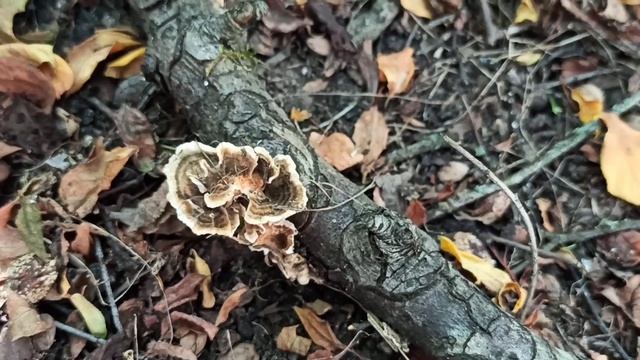 Чудесный целебный гриб у меня в саду,трутовик разноцветный или Trametes versicolor, грибы 2022 смотреть онлайн