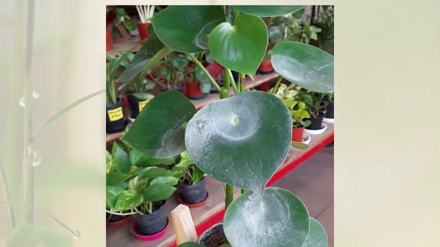 Pilea Raindrop M11 смотреть онлайн