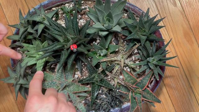 Haworthia succulent arrangement -- ASMR over-explaining, whispering смотреть онлайн