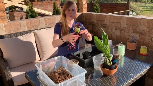 Орхидея Lycaste от поставщика NCK смотреть онлайн