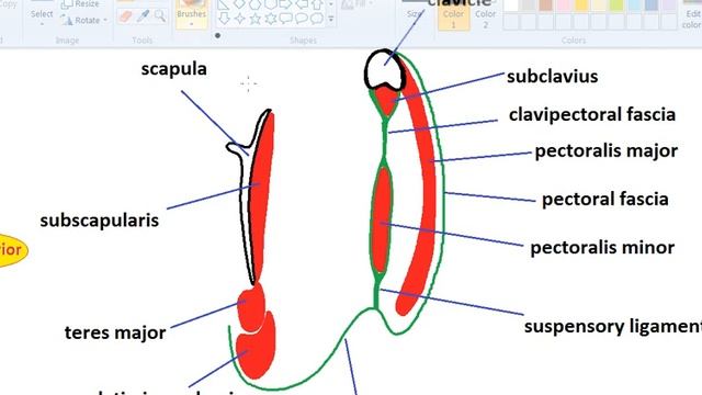 Axillary lymph nodes ( part 1 ) DR SAMEH GHAZY смотреть онлайн