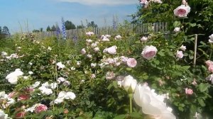 Розы плохие и хорошие. Голдэльзе, Спирит оф фридом,Манстед вуд.