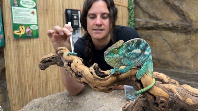 Zoo Keeper Life! ? смотреть онлайн