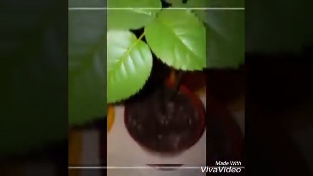 ОМУ Цветик - органоминеральное удобрение для комнатных и балконных цветов смотреть онлайн