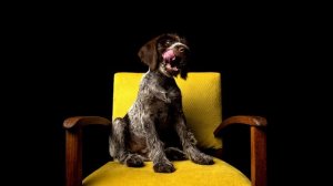 Дратхаар или немецкая жесткошёрстная легавая. Плюсы и минусы, Цена, Как выбрать, Факты, Уход