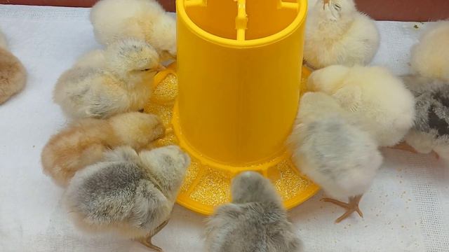 цыплята🐤 13 февраля 2024 г. смотреть онлайн