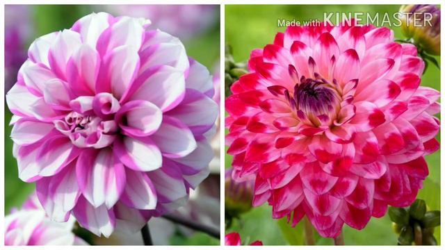 Dahlia flower || all about dahlia plant || spring gardening смотреть онлайн