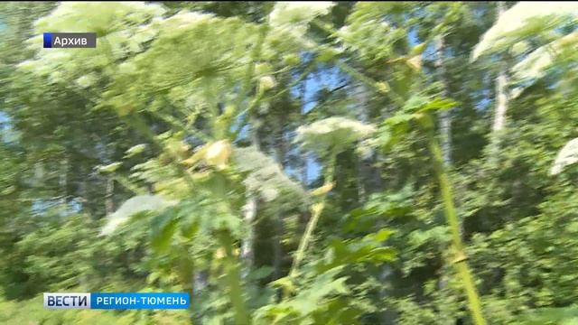 Тюменцам рассказали, как бороться с борщевиком