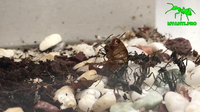 Diacamma Rugosum в Понерин Хаус