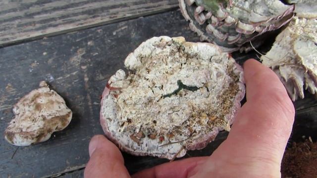 Trametes versicolor вражений Trichoderma смотреть онлайн