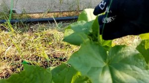 Сетка для огурцов / Простой и легкий монтаж / Огуречная грядка