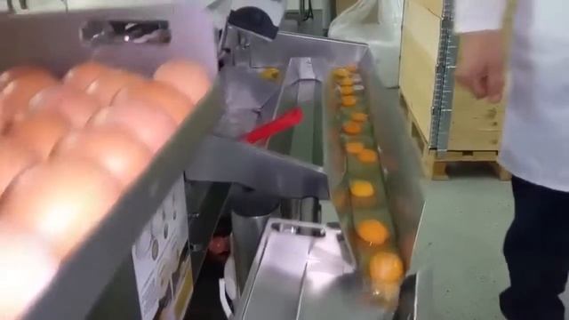 Процесс разделения белков и желтков в промышленном масштабе