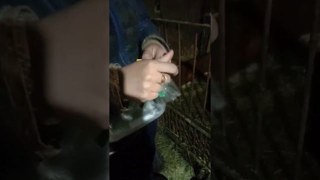 Лечим телят от поноса смотреть онлайн