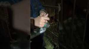 Лечим телят от поноса