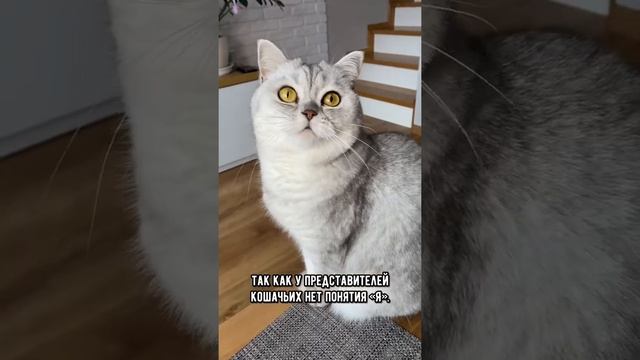 Кого на самом деле видят в зеркале коты￼ #кот #shorts смотреть онлайн