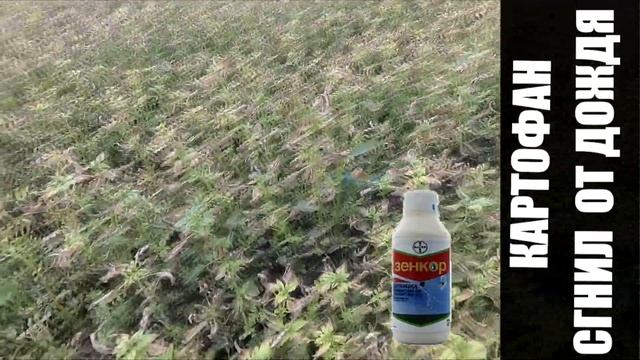 Картошка как бизнес не получилось смотреть онлайн