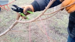 Обрезка - формировка молодого персика!!!!