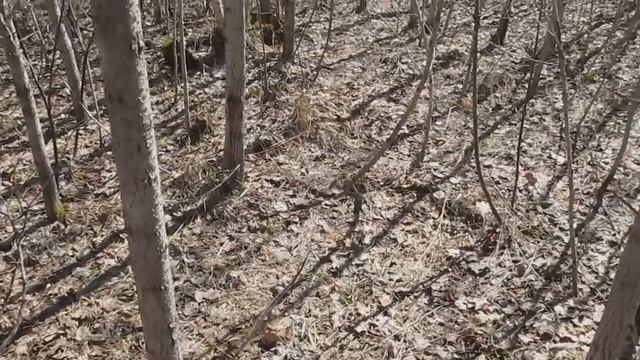 Открытие грибного сезона в Среднем Поволжье. 2018г. смотреть онлайн