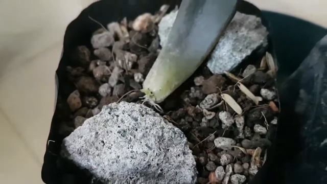How to propagate Black Prince Succulent from leaves? смотреть онлайн