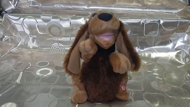 Canine Crooner Puddy puppy sing a "Hole Lotta Love". Очаровательная танцующая спаниэлька. смотреть онлайн
