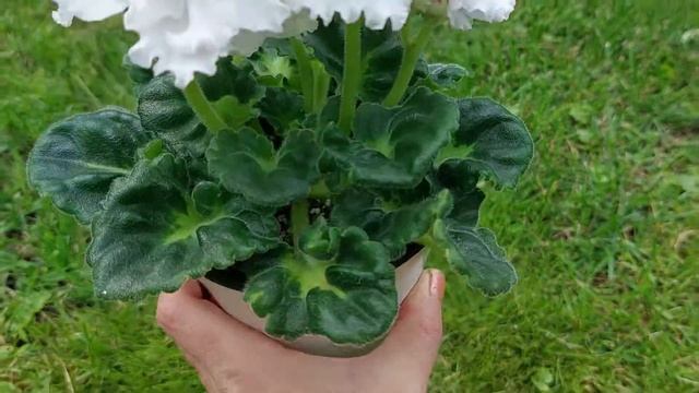 Фіалка НК-Баноффі. Огляд цвітіння сорту смотреть онлайн