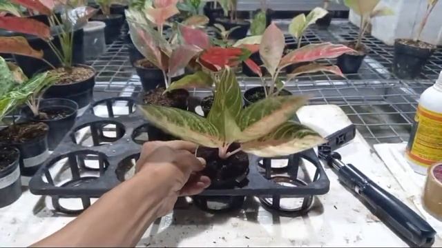 Sale Aglaonema