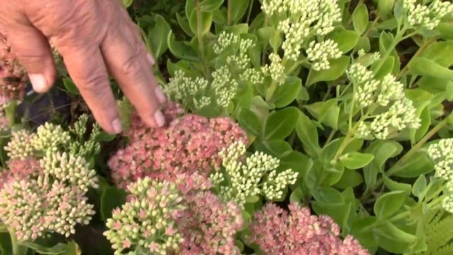 Очиток пурпурный. Краткий обзор. смотреть онлайн