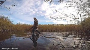 Охота на утку в зарослях тростника. Очень много уток. МР-153