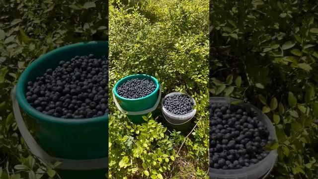 Золото леса! Земляника. Черника. Брусника. Лесные ягоды смотреть онлайн