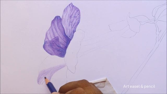 Clock Vine Flower Drawing in Color Pencils | How to draw a Flower | Thunbergia Laurifolia смотреть онлайн