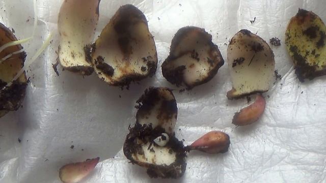 Размножение лилий чешуйками. смотреть онлайн