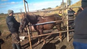 Таврация лошадей жидким азотом