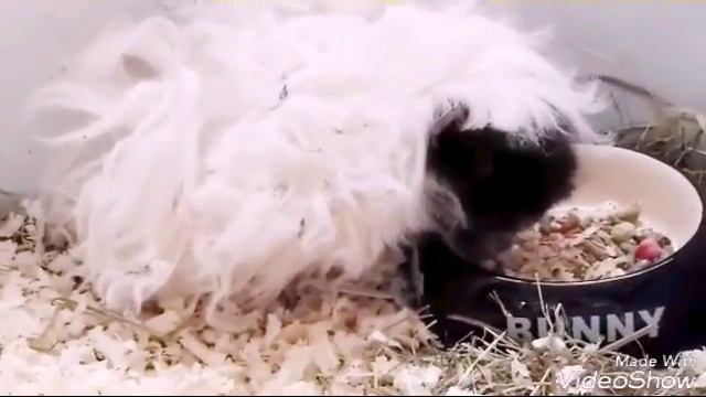 Тучка морская свинка: Тучка ест корм Зверюшки смотреть онлайн
