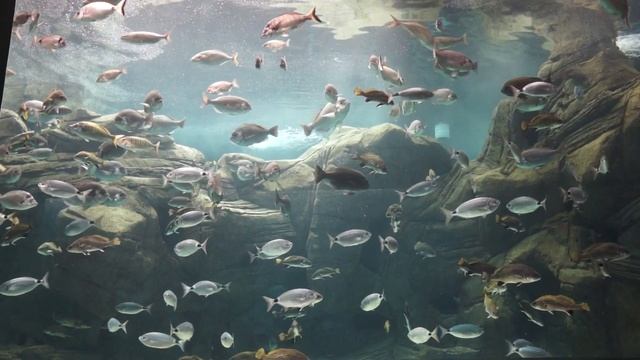 Рыбы Средиземного моря. Крит. смотреть онлайн