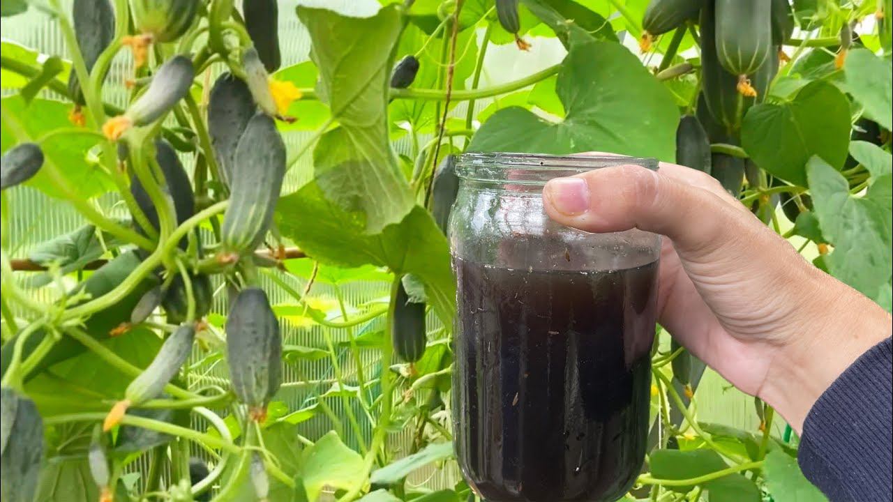 СРОЧНО Финальная подкормка для огурцов и томатов, чтобы вызревали и наливались быстрее смотреть онлайн