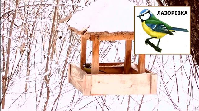 Наша лучшая земля: Птичья столовая села Жигули. смотреть онлайн