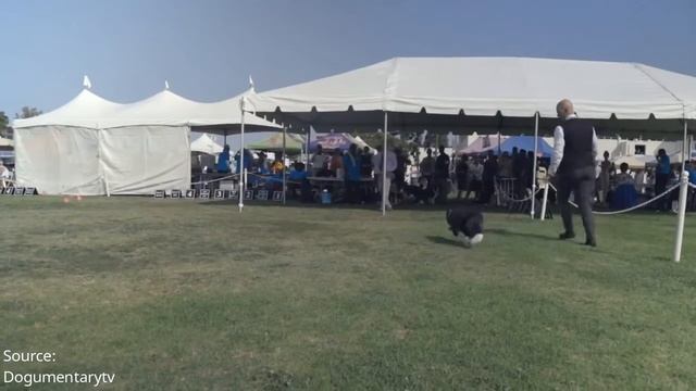 Golden Retriever Vs. Border Collie - Which Should You Get?